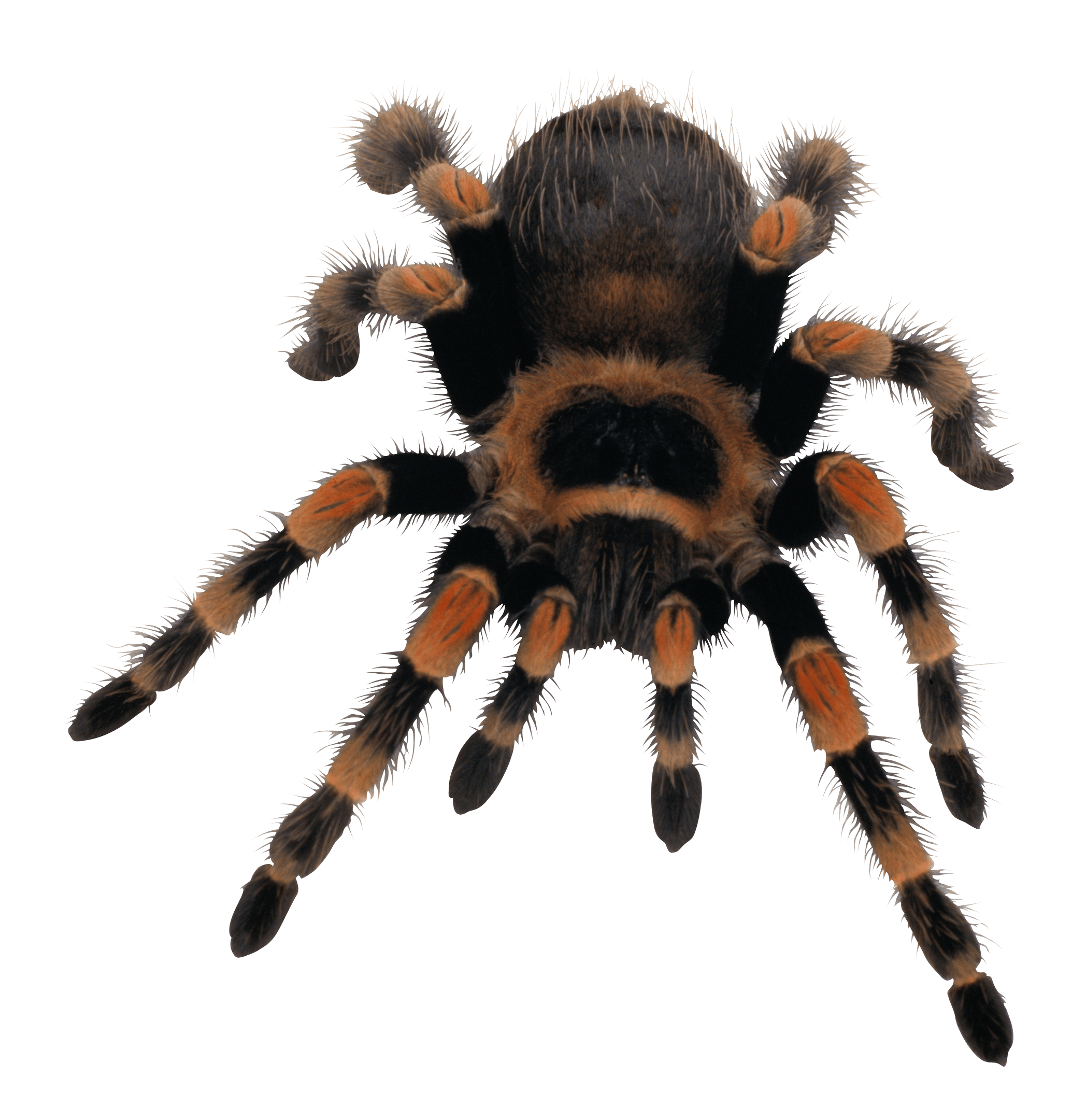 Yellow Black Spider PNG Images - Spider Png