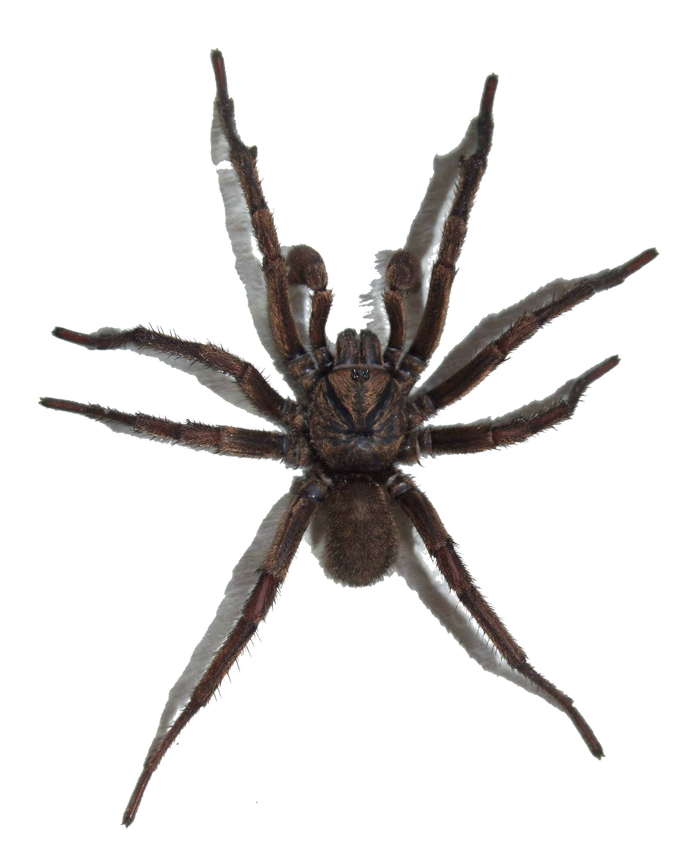 Spider PNG HD Image - Spider Png