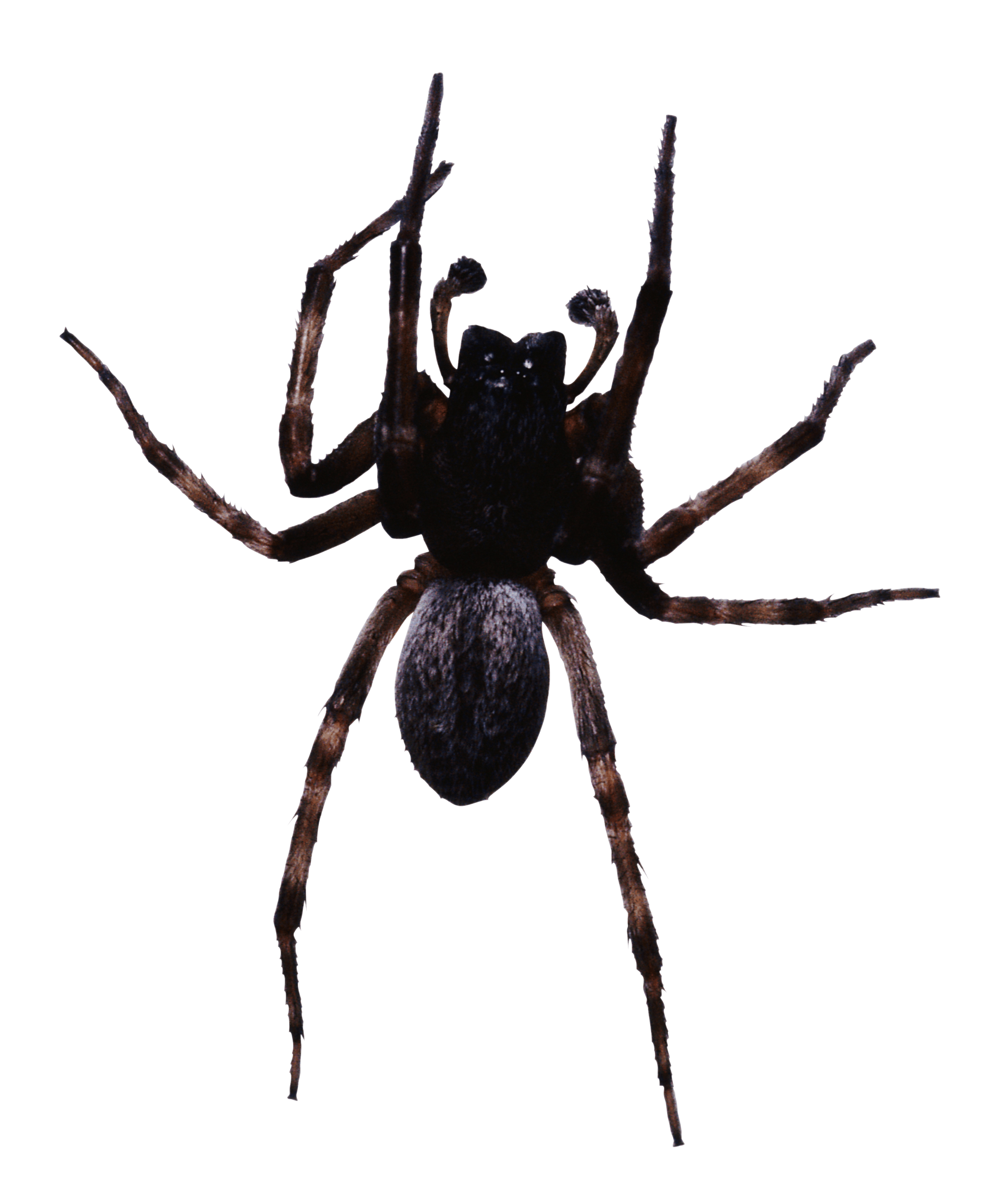 Spider PNG Picture pngteam.com