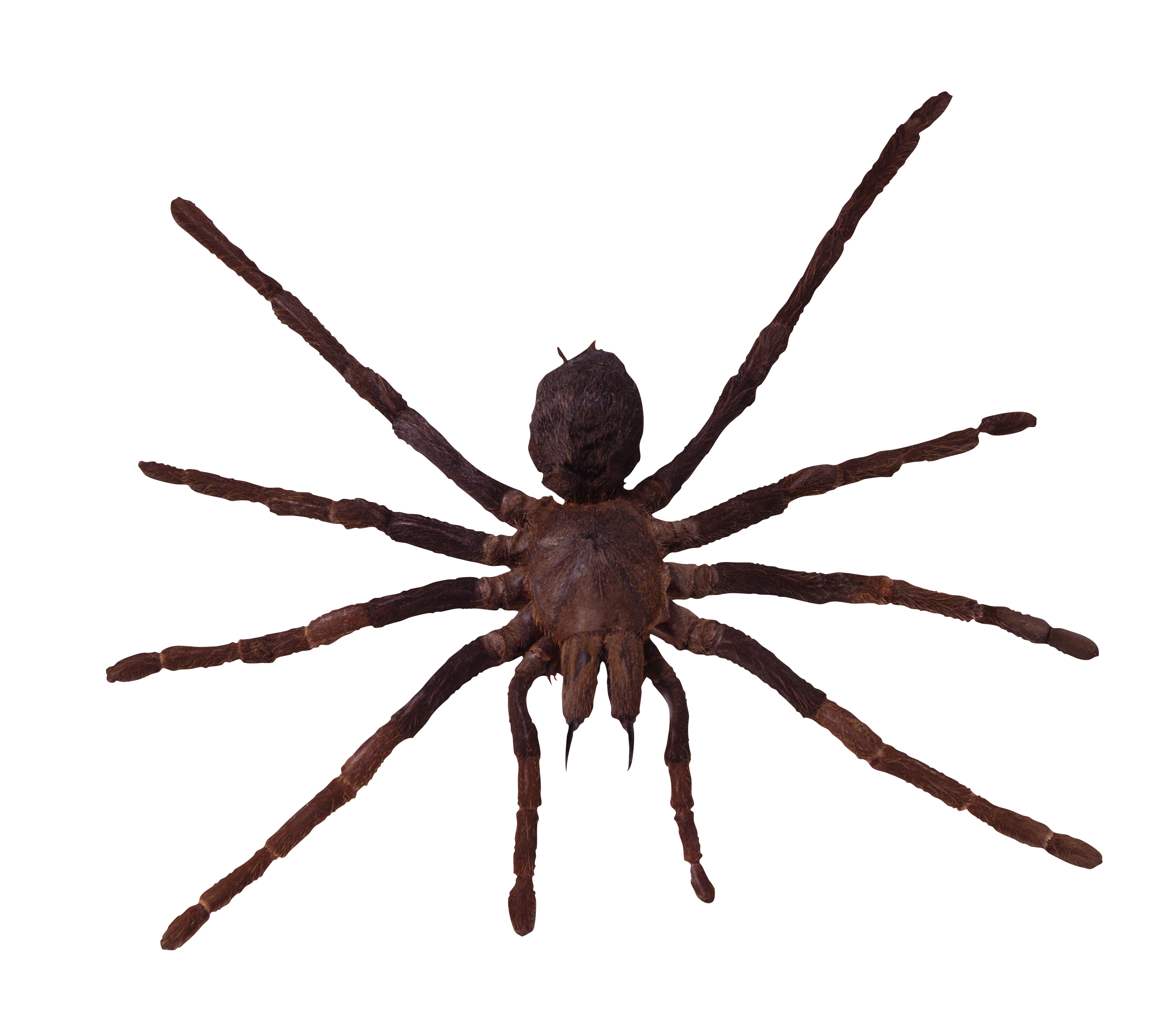 Spider PNG Transparent pngteam.com