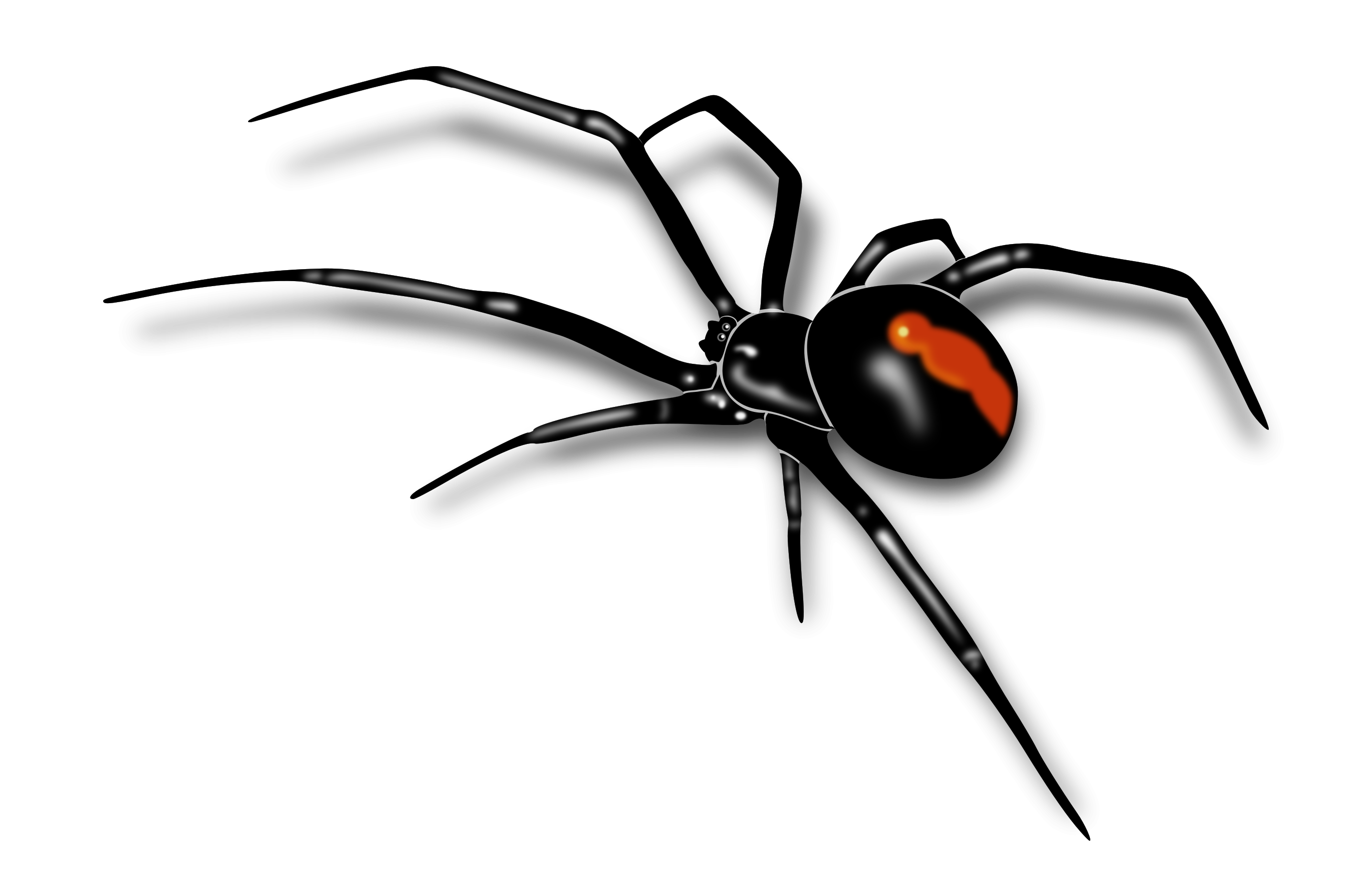 Spider PNG HD