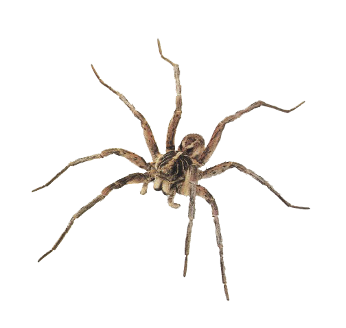 Spider PNG Transparent