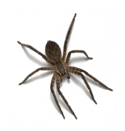Spider PNG