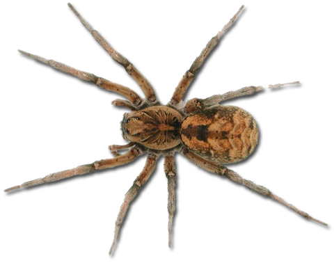 Spider PNG Picture - Spider Png