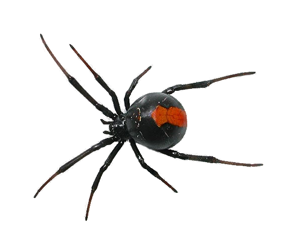 Black and Red Spider PNG HD 