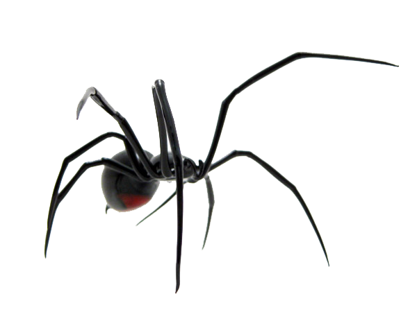 Spider PNG Transparent - Spider Png