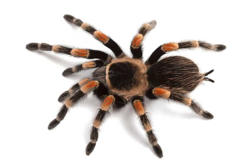 Spider PNG Transparent pngteam.com