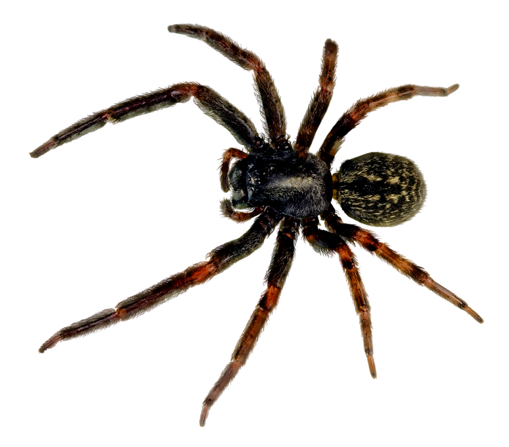 Spider PNG Best Image pngteam.com