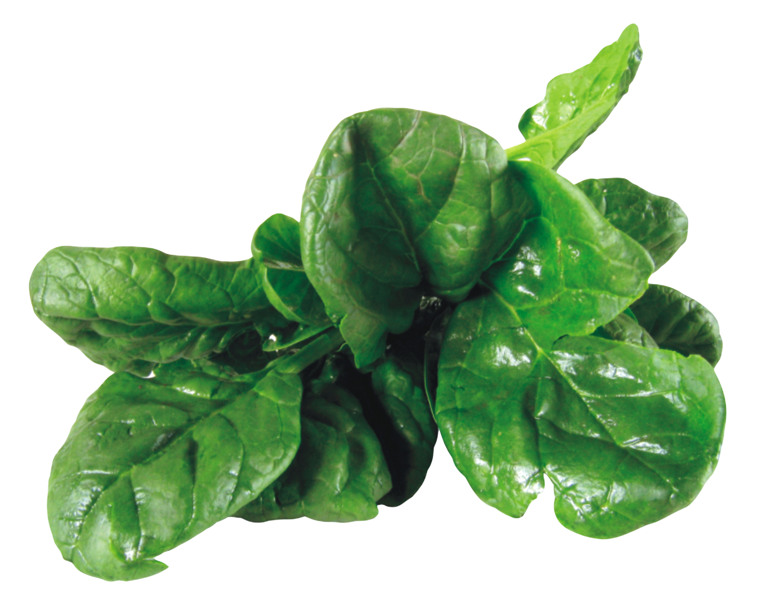 Spinach PNG High Definition Photo Image pngteam.com