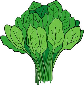 Spinach PNG - Spinach Png