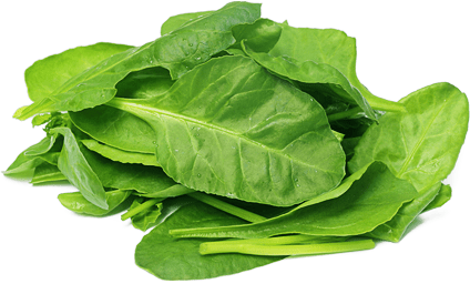 Spinach PNG in Transparent - Spinach Png
