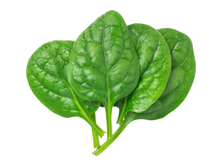 Spinach PNG HD and Transparent