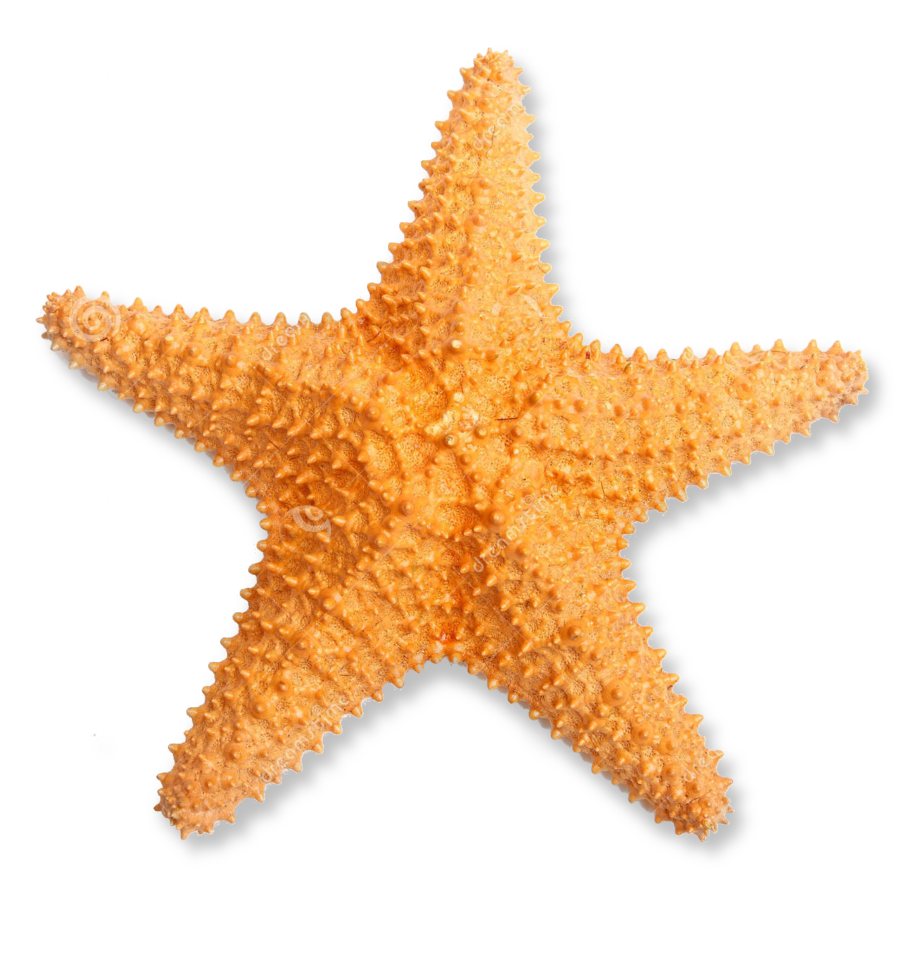 Starfish PNG Transparent - Starfish Png