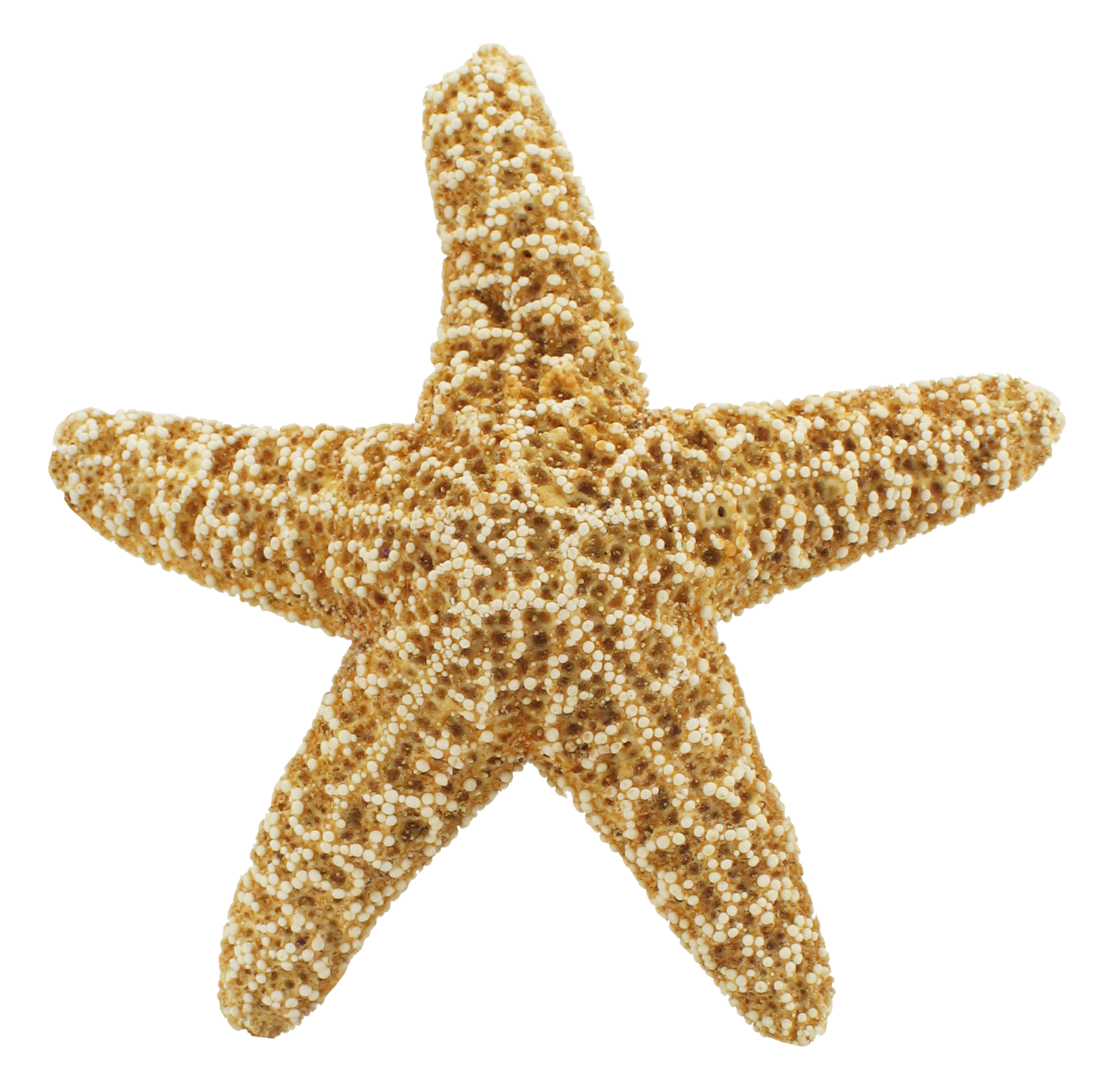 Starfish PNG HQ Image - Starfish Png