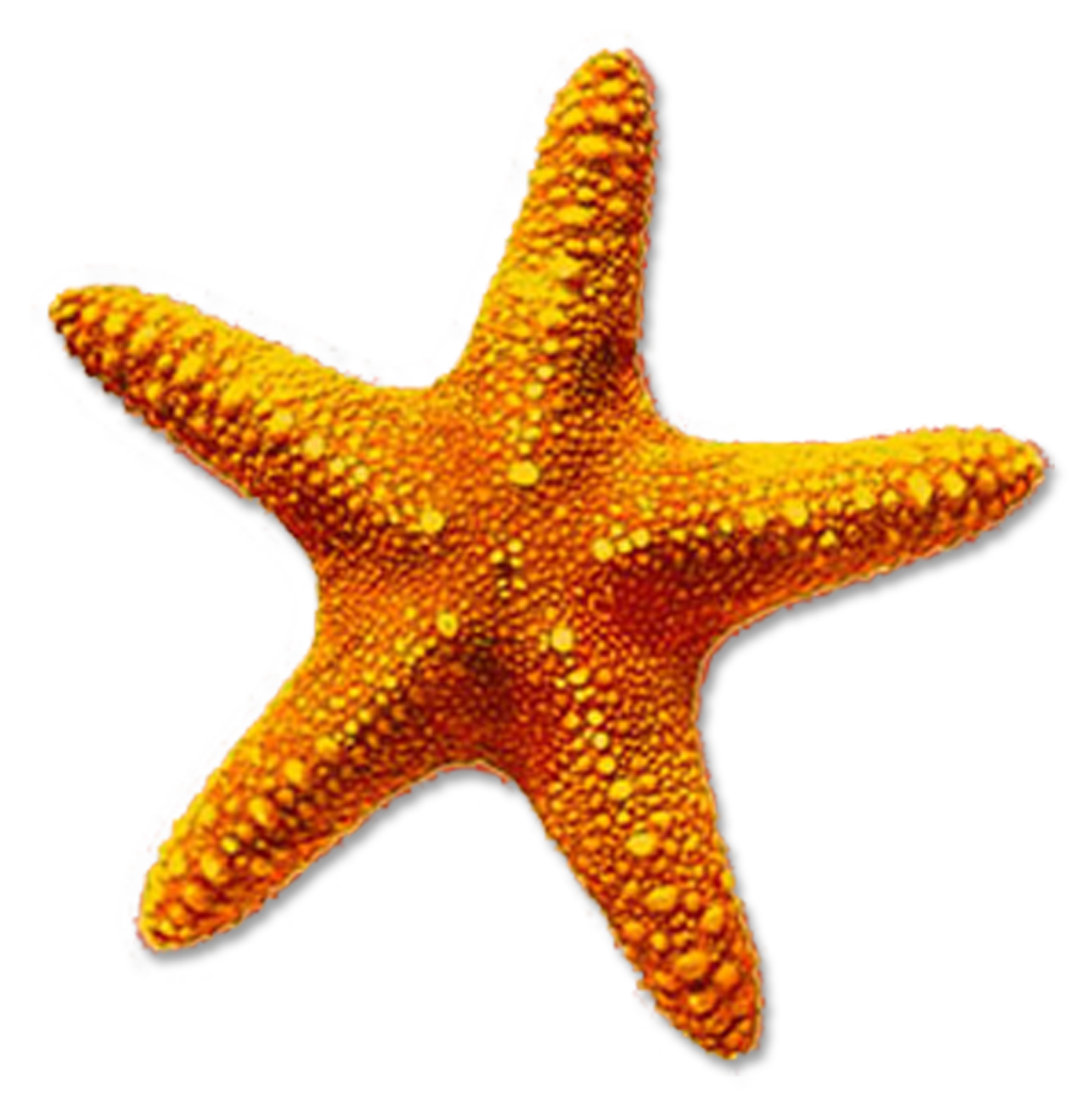 Starfish PNG pngteam.com