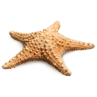 Starfish PNG HD Image - Starfish Png