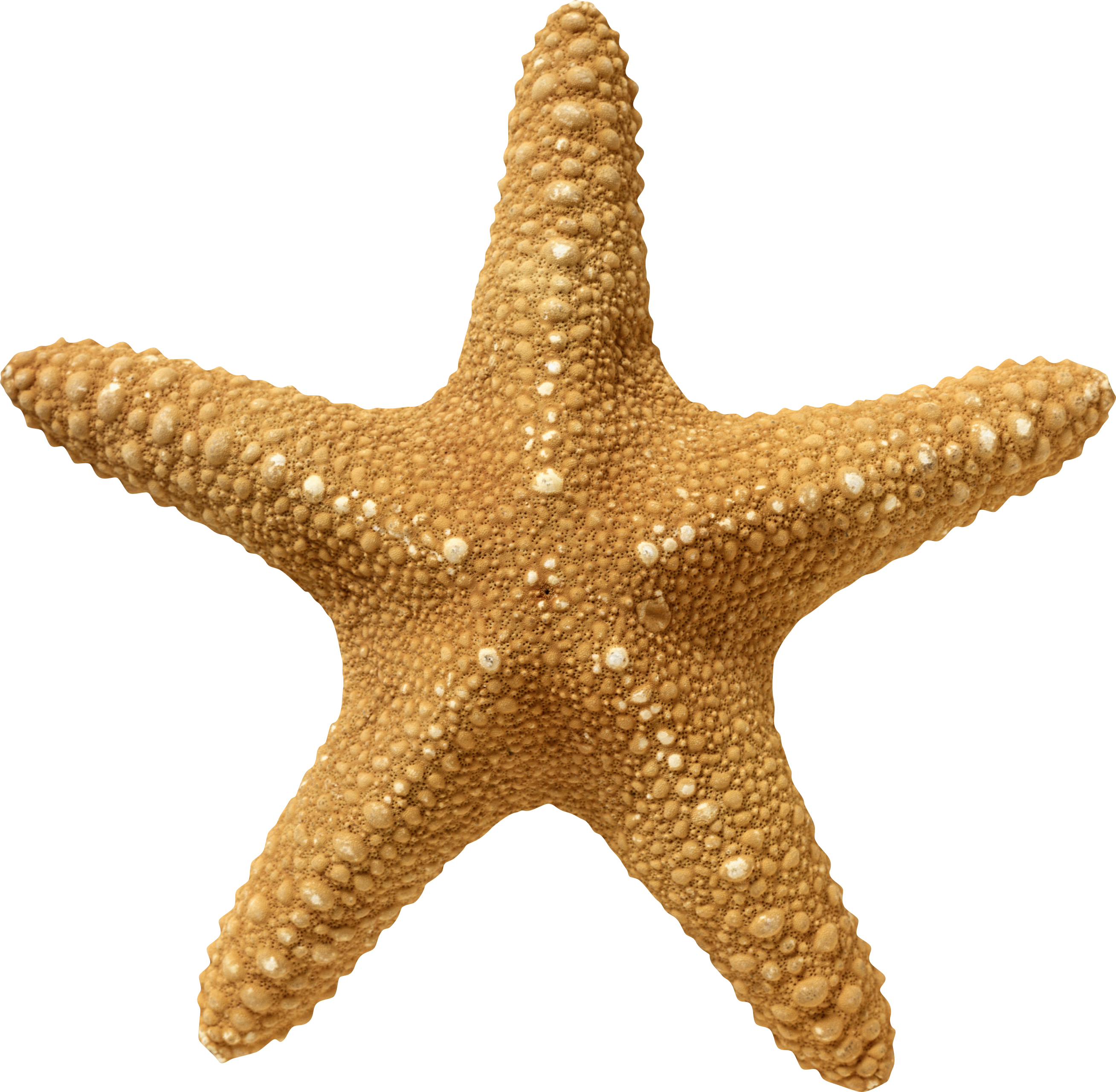Starfish PNG Picture