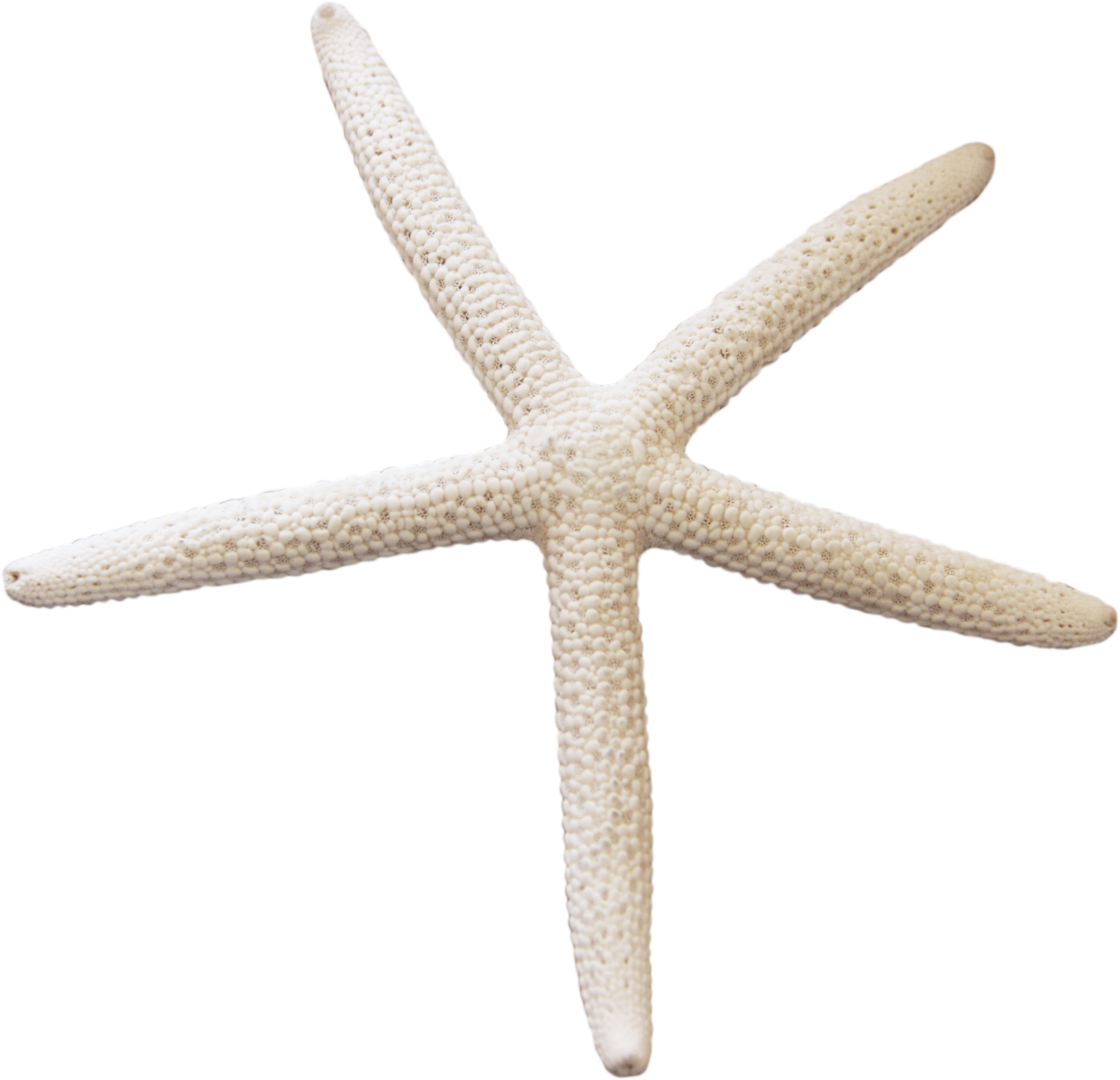 Starfish PNG HD Images