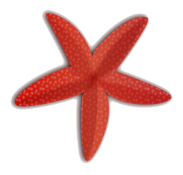 Starfish PNG Image in Transparent pngteam.com