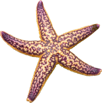 Starfish PNG Transparent - Starfish Png