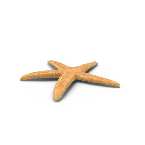 Starfish PNG High Definition Photo Image - Starfish Png