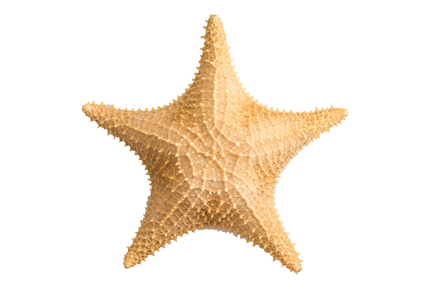 Starfish PNG HD Images - Starfish Png