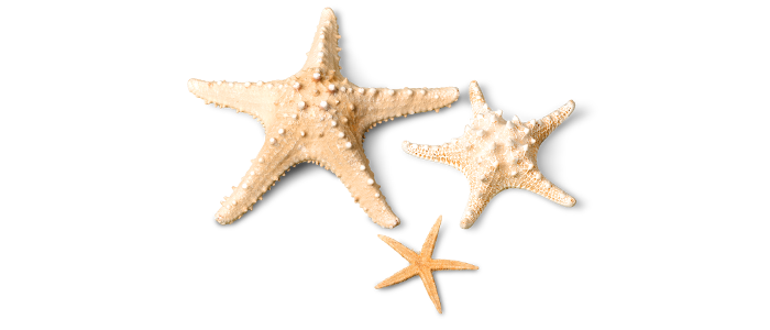 Starfish PNG HD - Starfish Png