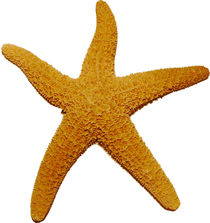 Starfish PNG HQ Image pngteam.com