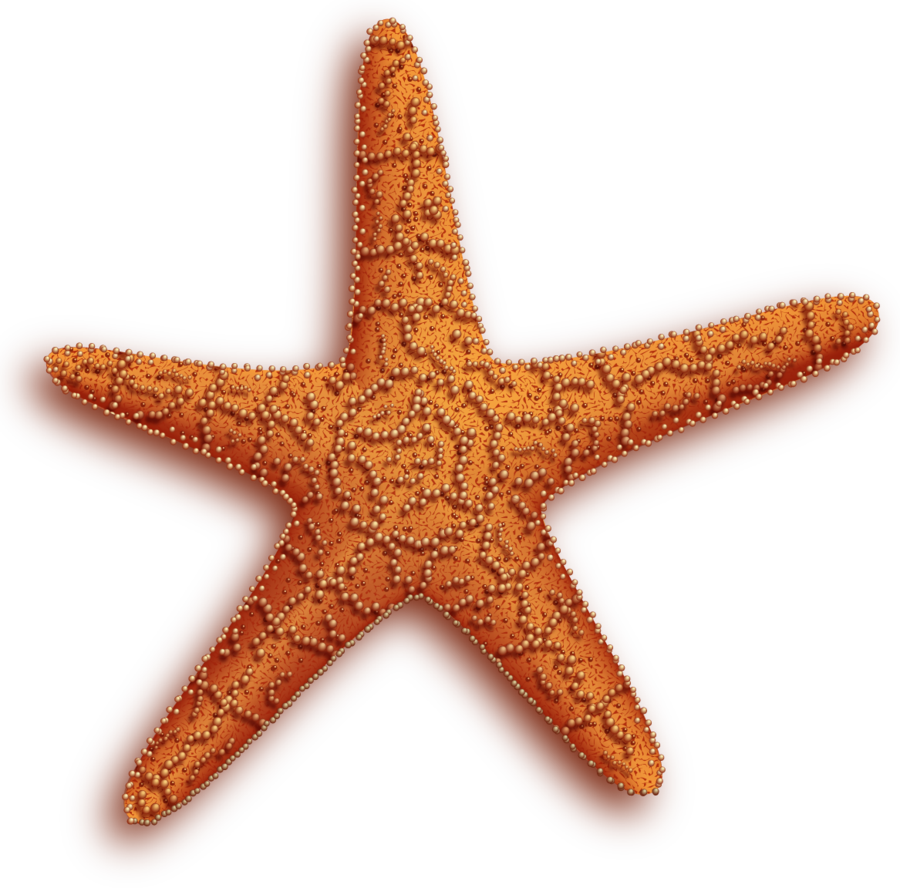 Starfish PNG HD Images - Starfish Png