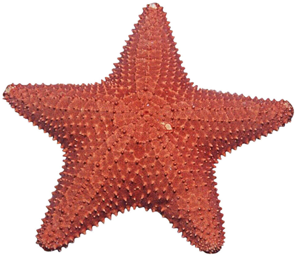 Starfish PNG File pngteam.com