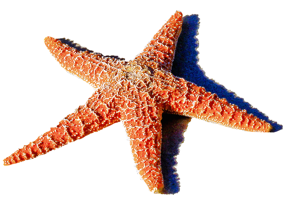 Starfish PNG Images