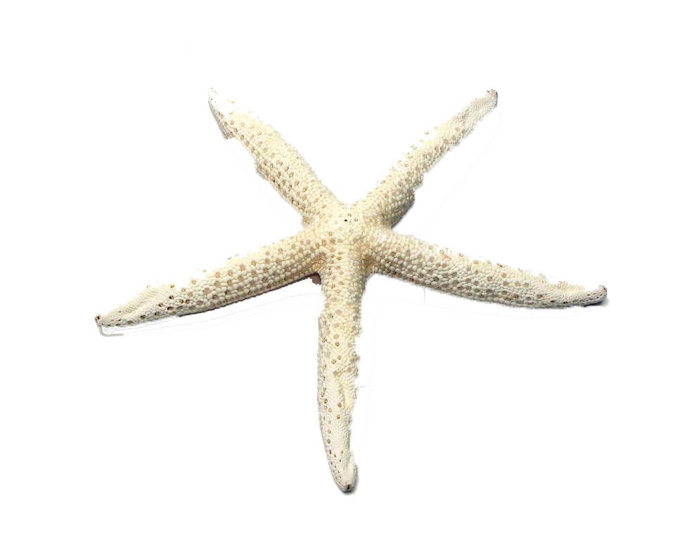 Starfish PNG HD File