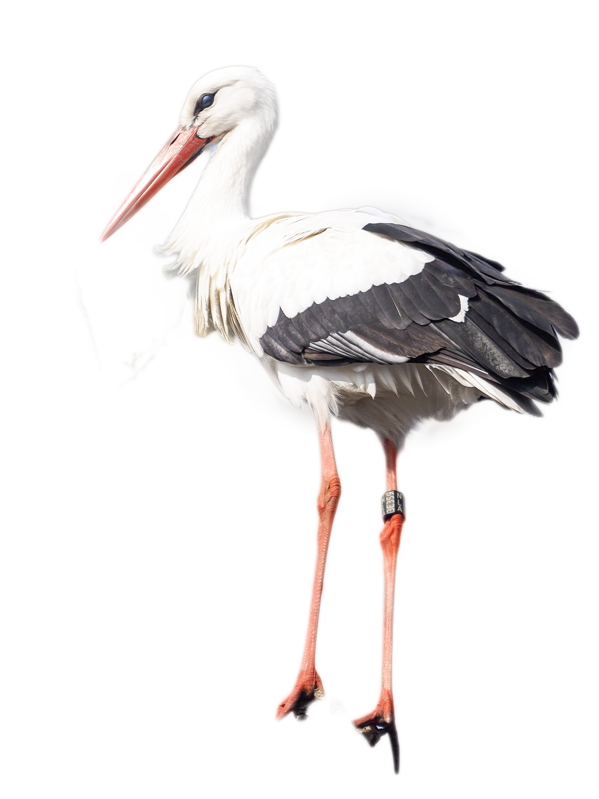 Stork PNG - Stork Png