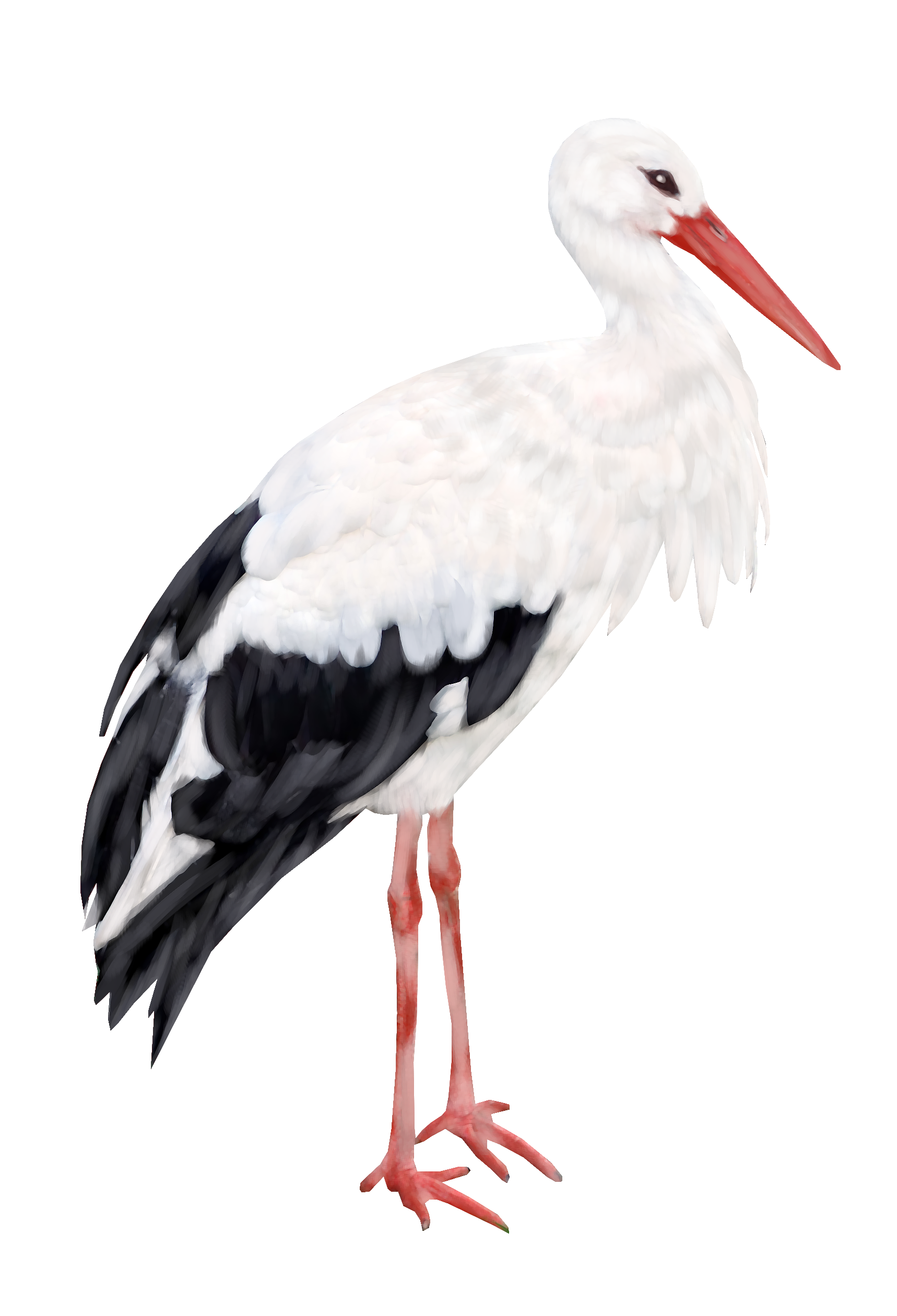 Stork PNG - Stork Png