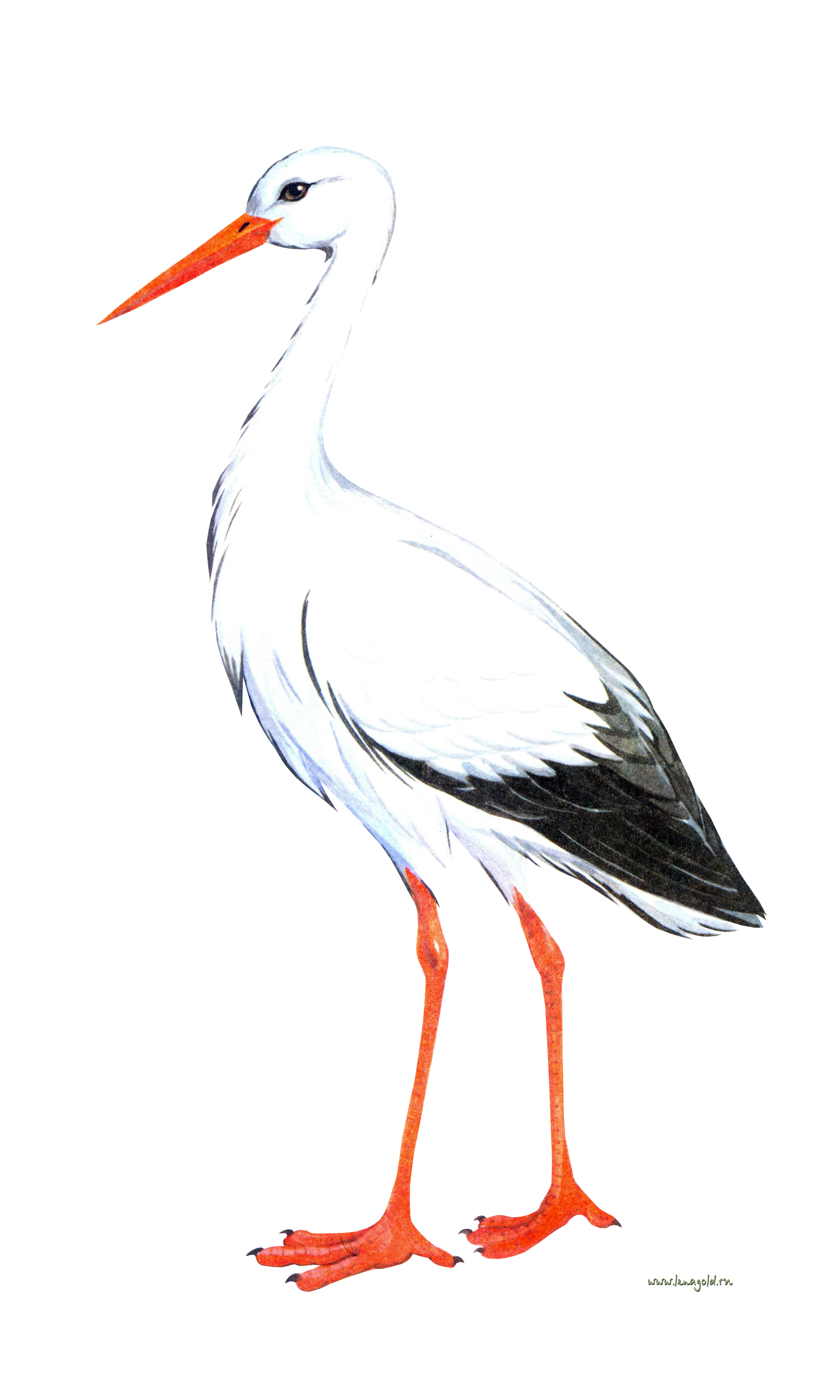 Stork PNG Transparent - Stork Png