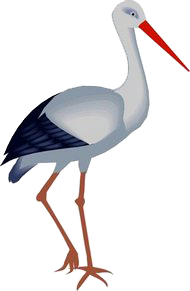 Stork PNG Photo