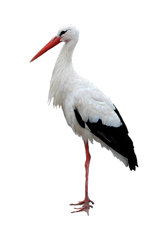 Stork PNG Image in Transparent
