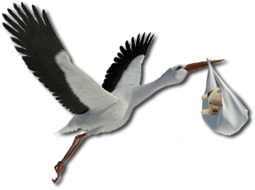 Stork PNG Best Image - Stork Png