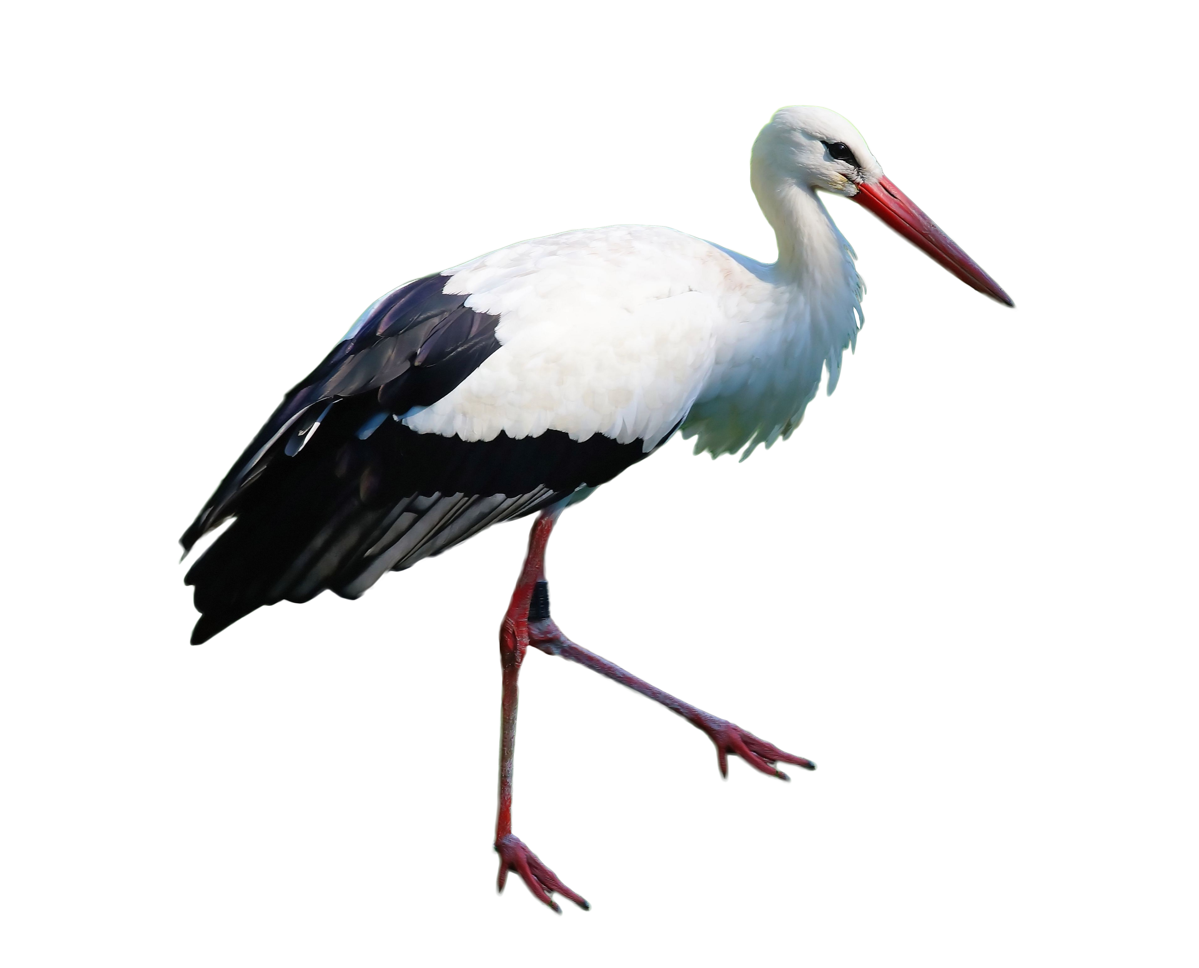 Stork PNG File - Stork Png