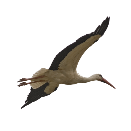 Stork PNG HD Image - Stork Png