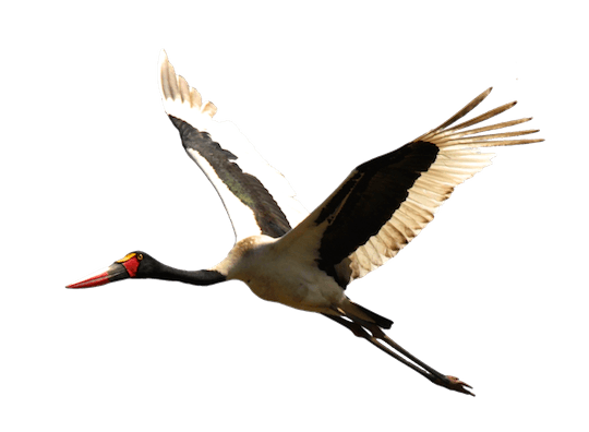 Stork PNG HD