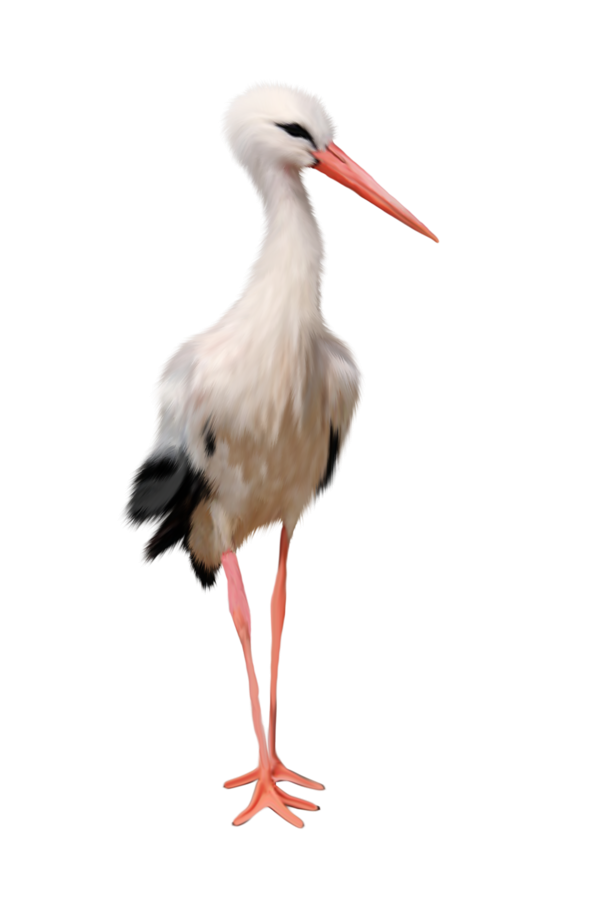 Stork PNG (The stork, which belongs to the stork family, is a long ...