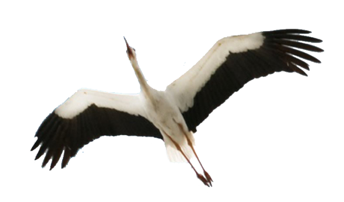Stork PNG in Transparent pngteam.com