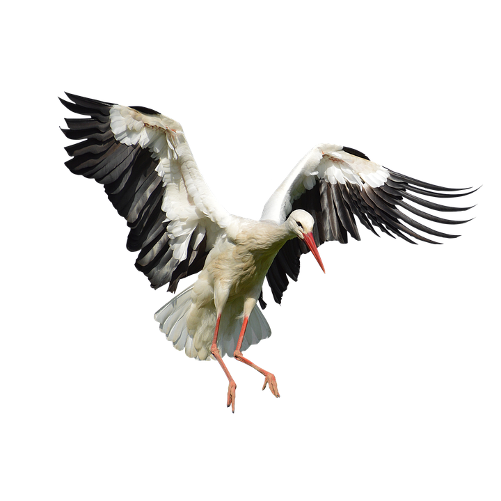 Stork PNG Image in Transparent pngteam.com