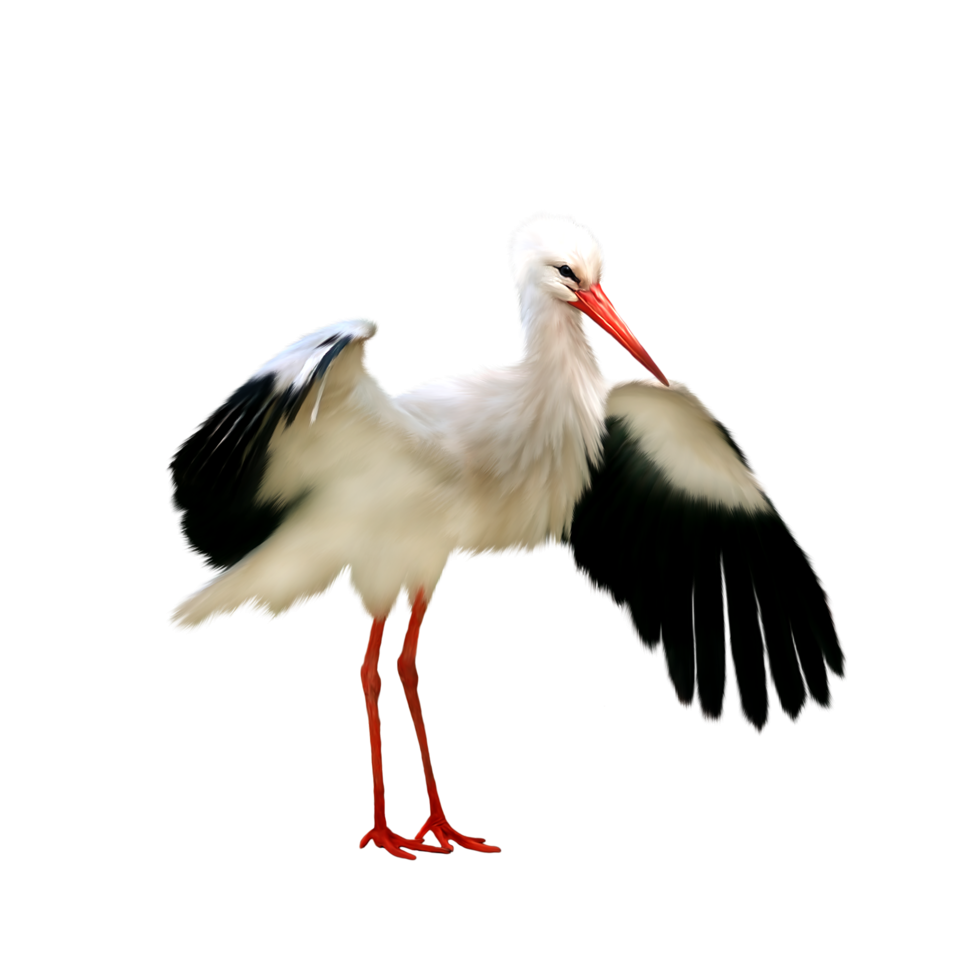 Stork PNG HD Images - Stork Png