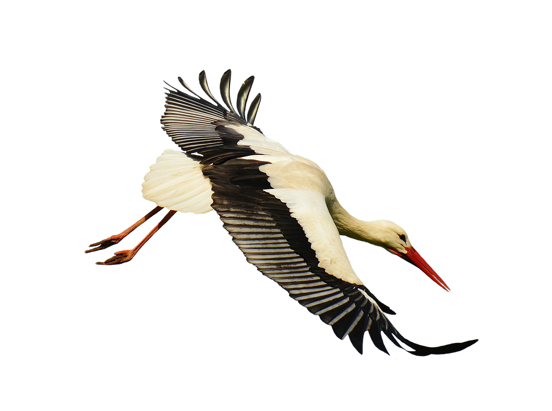 Stork PNG HD Images