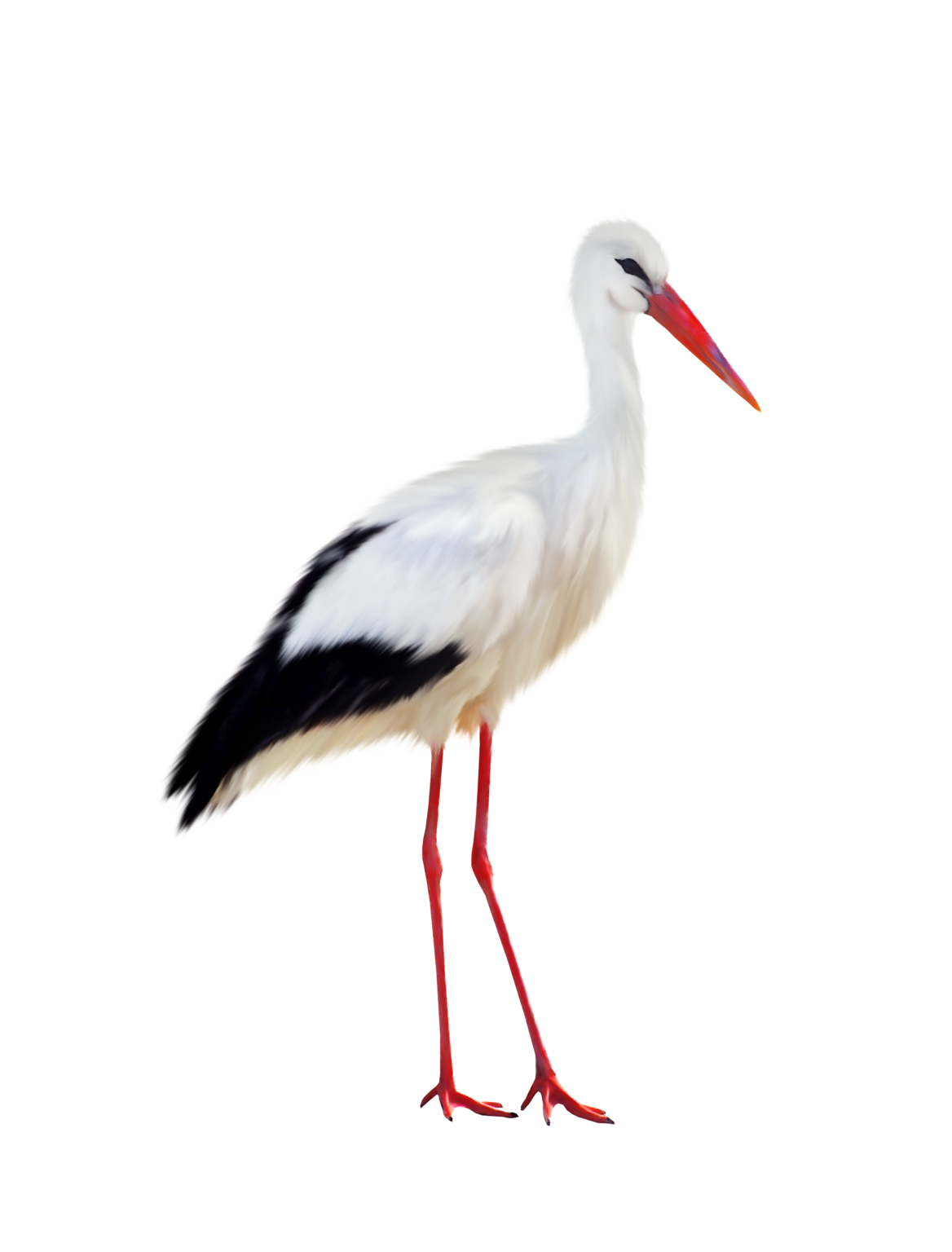 Stork PNG Best Image - Stork Png