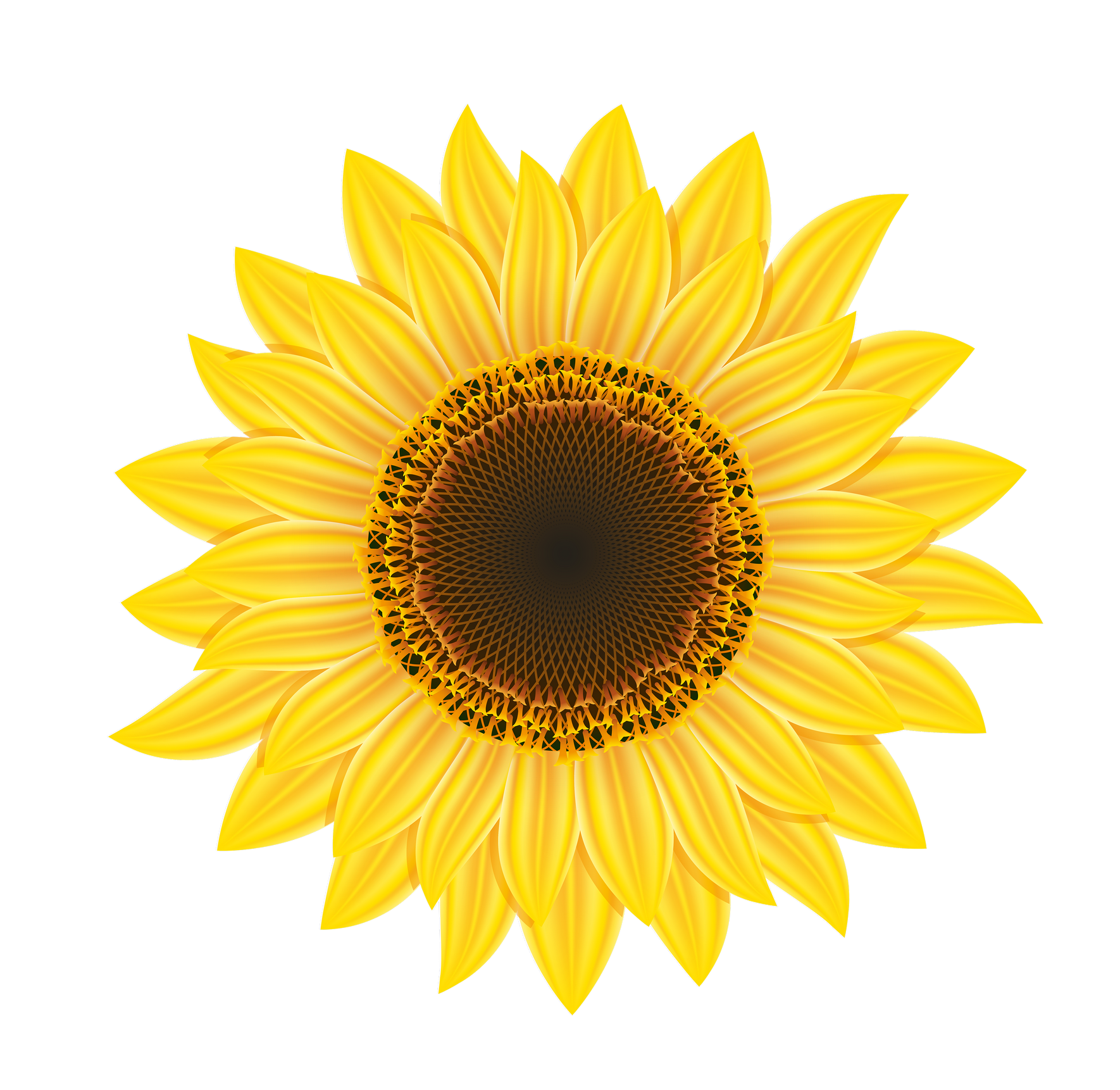 Sunflower Png Hd Images #98650 1227x1227 Pixel 