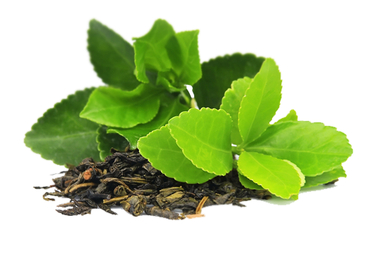 Green Tea Leaf PNG