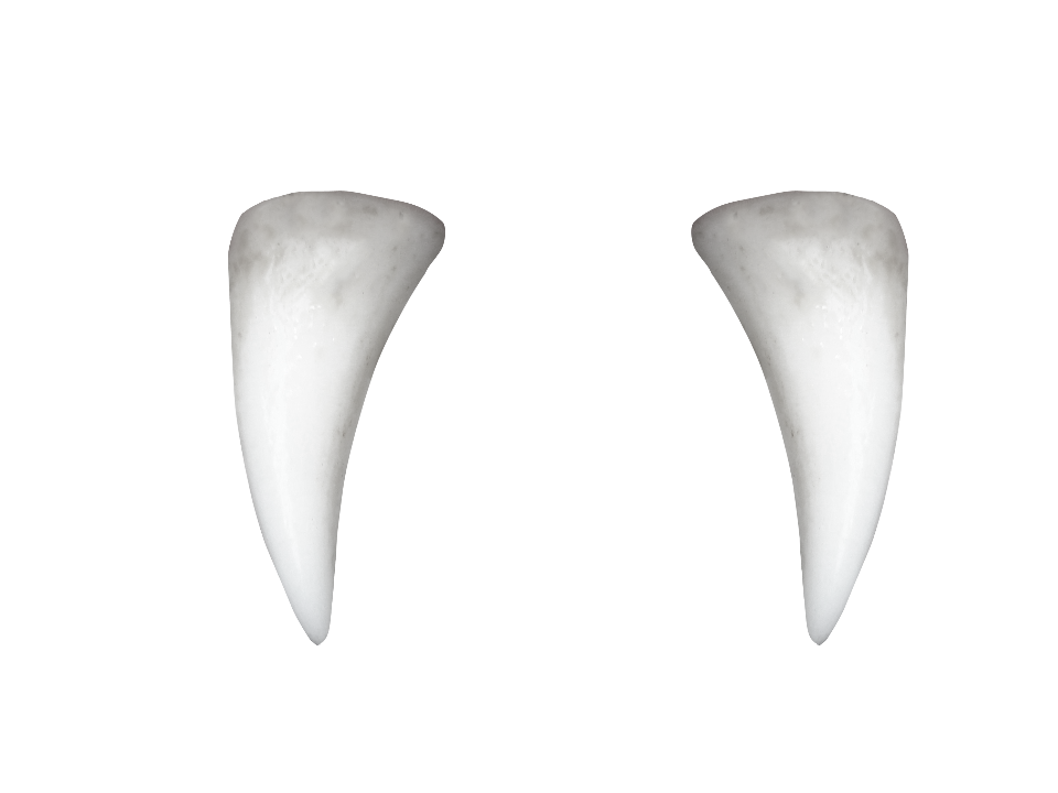 Teeth PNG pngteam.com